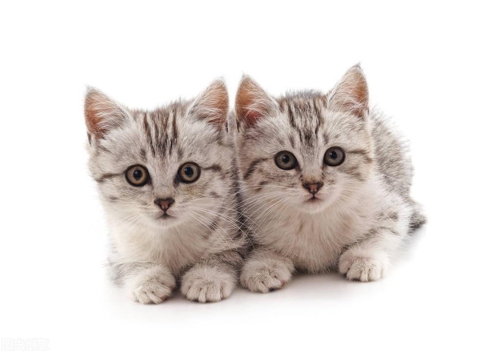 带猫回家有什么寓意带猫回家的深层寓意与生活中的小确幸